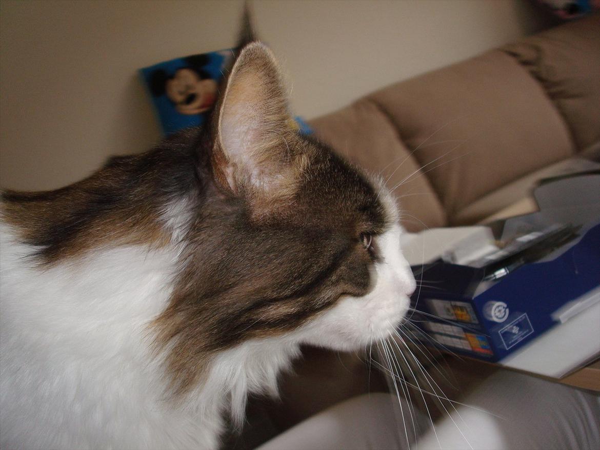 Maine Coon sir joker junior billede 4