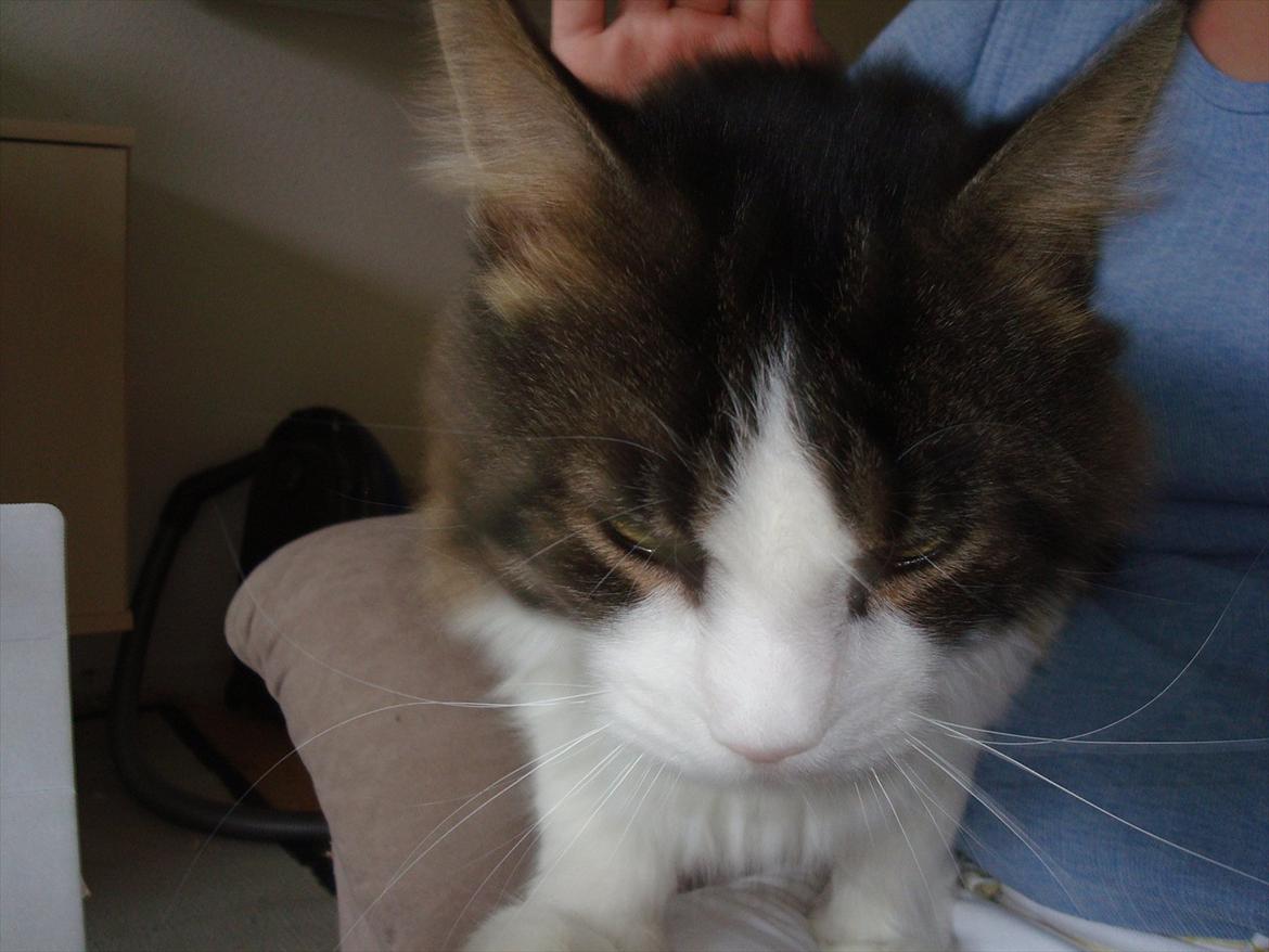 Maine Coon sir joker junior billede 5