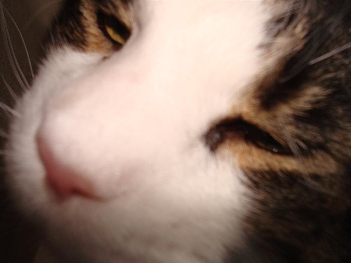 Maine Coon sir joker junior billede 6