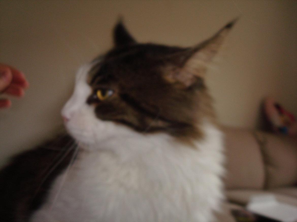 Maine Coon sir joker junior billede 7