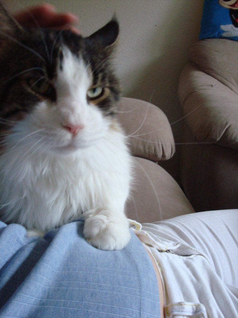 Maine Coon sir joker junior billede 8