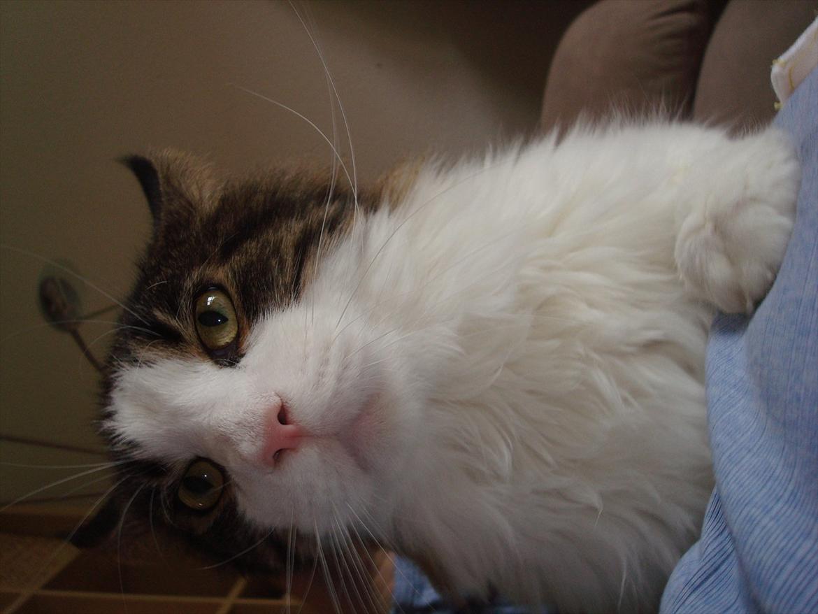 Maine Coon sir joker junior billede 9
