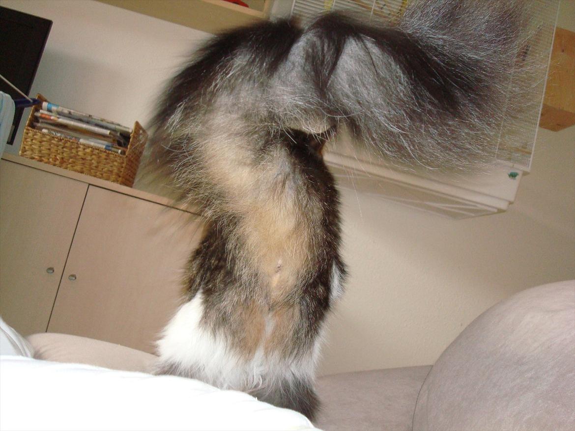 Maine Coon sir joker junior billede 10