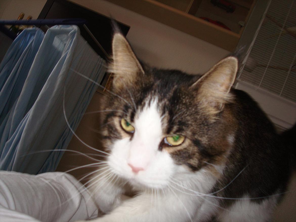 Maine Coon sir joker junior billede 11