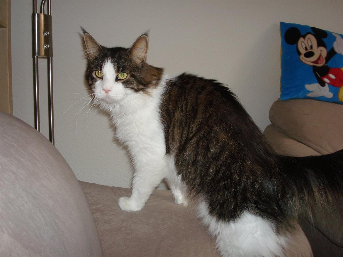 Maine Coon sir joker junior billede 12