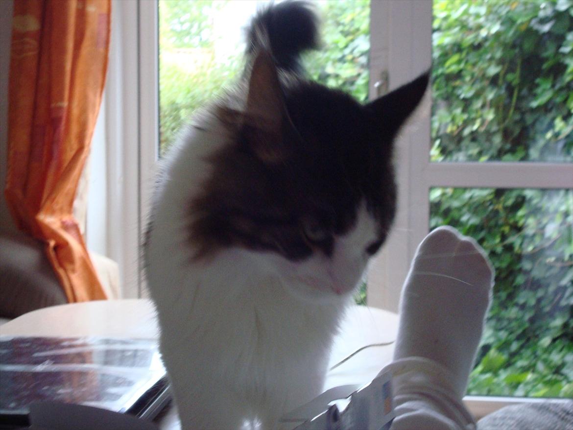 Maine Coon sir joker junior billede 13