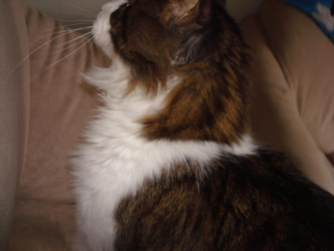Maine Coon sir joker junior billede 14