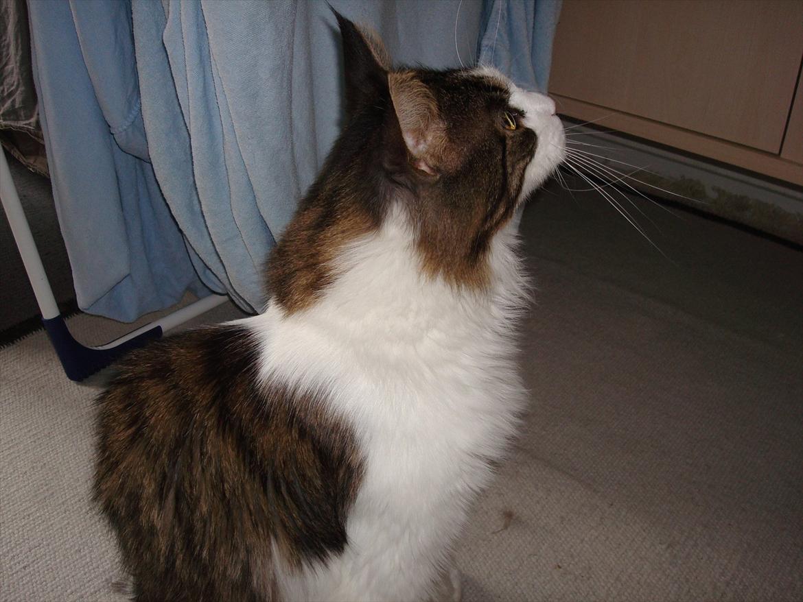 Maine Coon sir joker junior billede 15