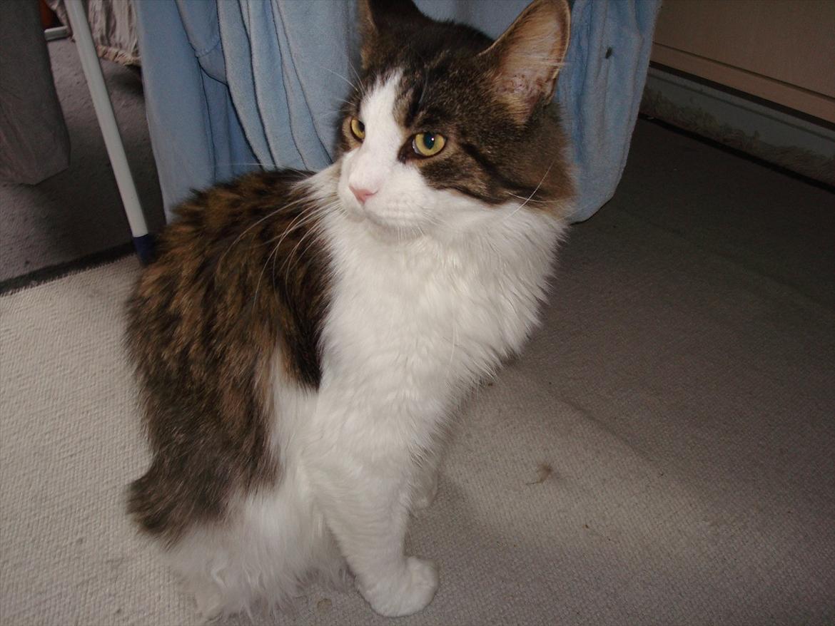 Maine Coon sir joker junior billede 16