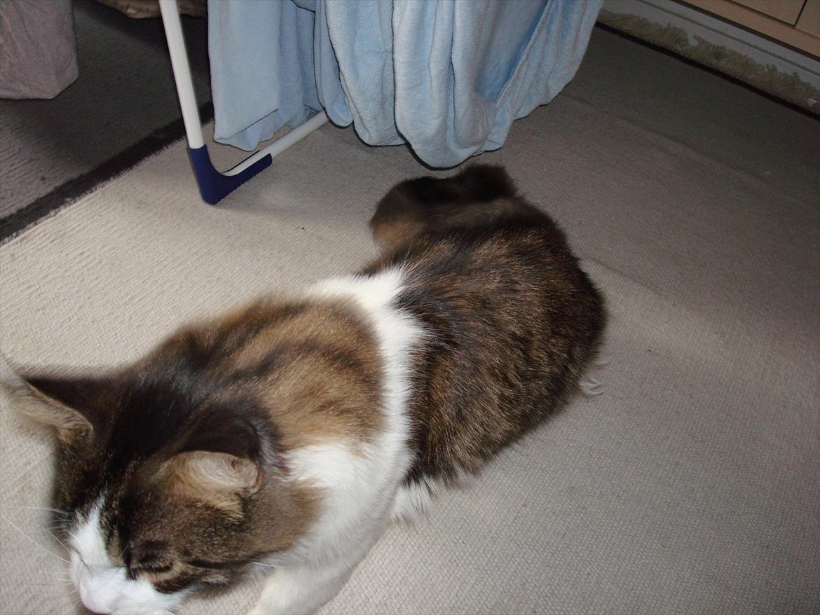 Maine Coon sir joker junior billede 17
