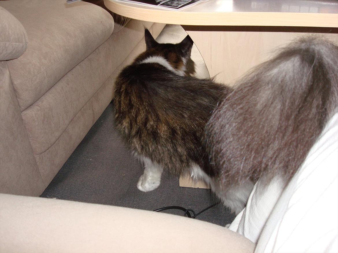 Maine Coon sir joker junior billede 18