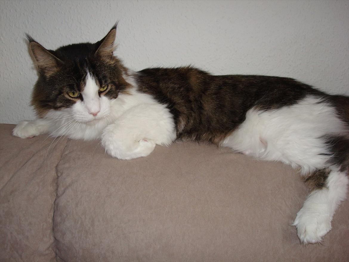 Maine Coon sir joker junior billede 20