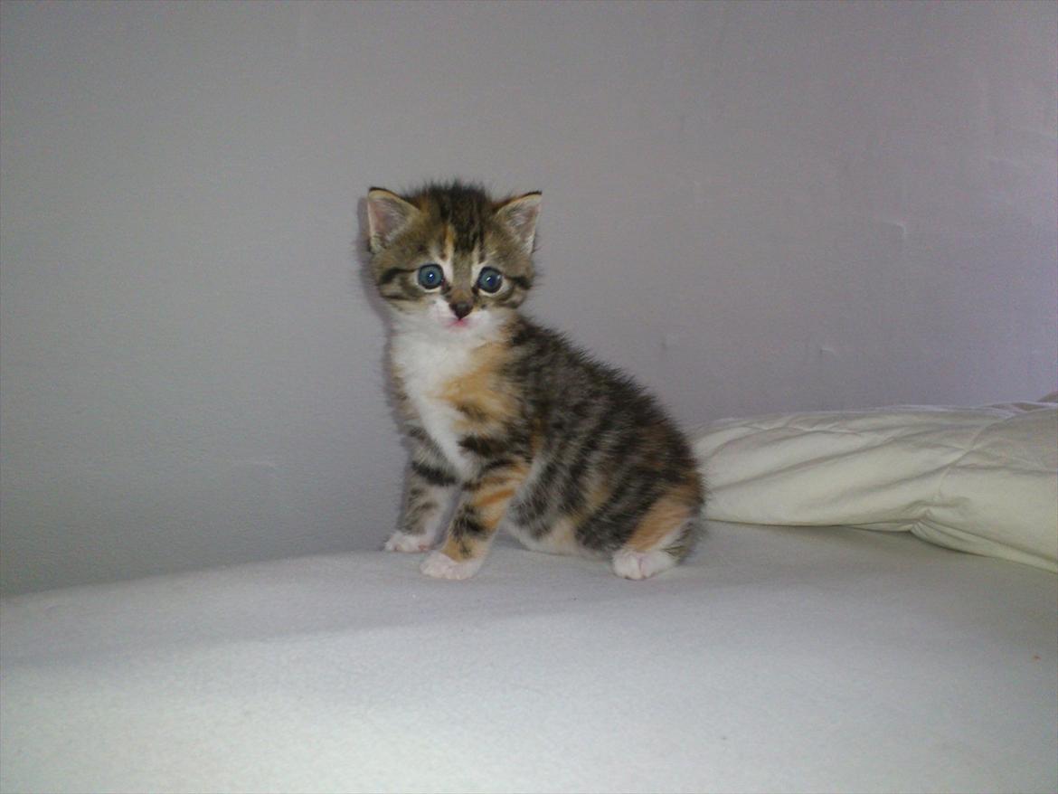 Blanding af racer Kitty billede 1