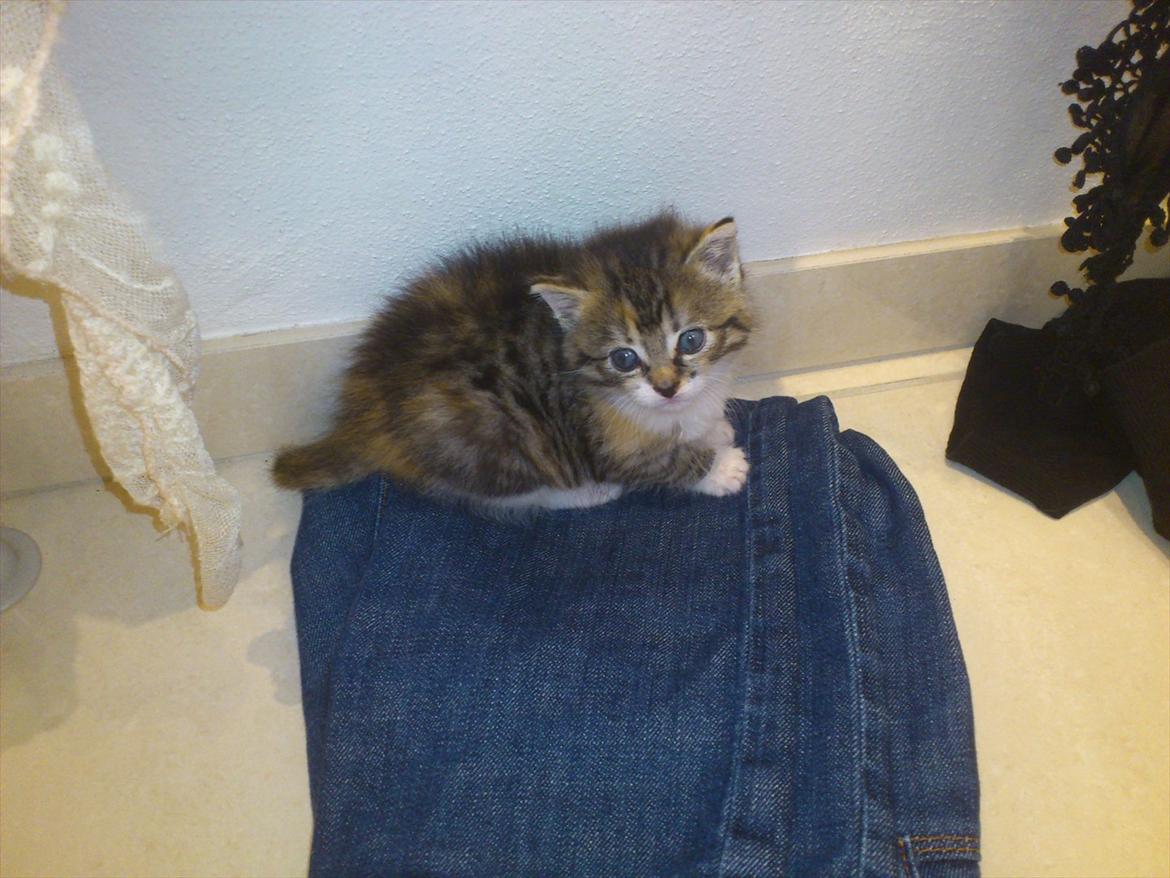 Blanding af racer Kitty billede 2