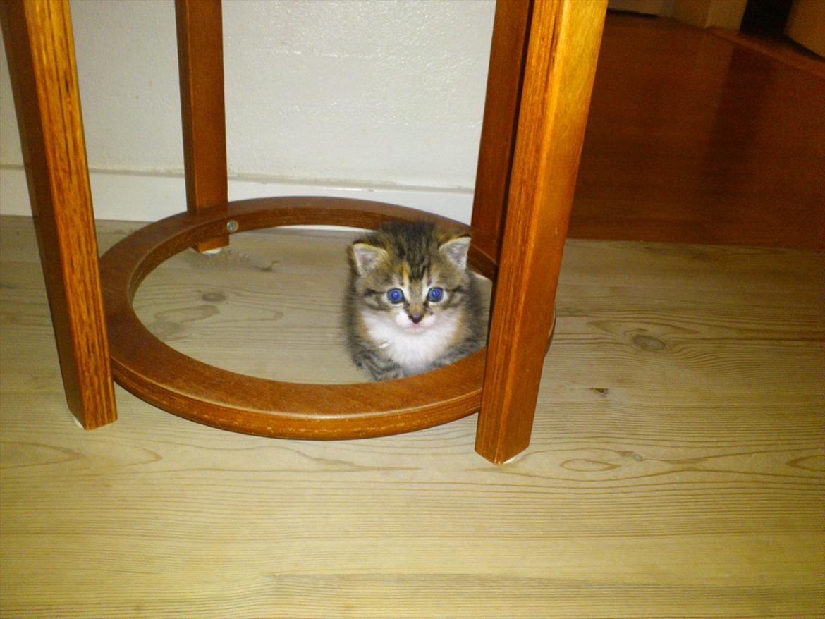 Blanding af racer Kitty billede 3