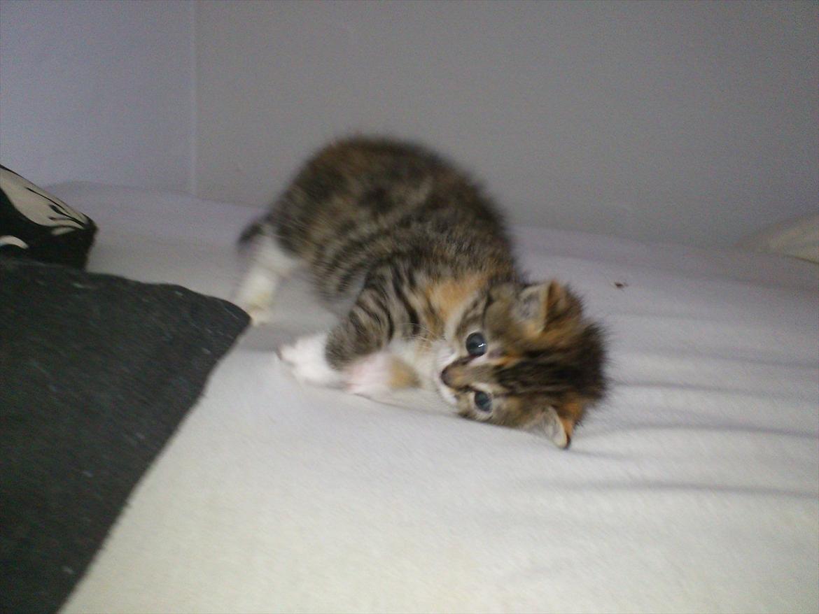 Blanding af racer Kitty billede 4