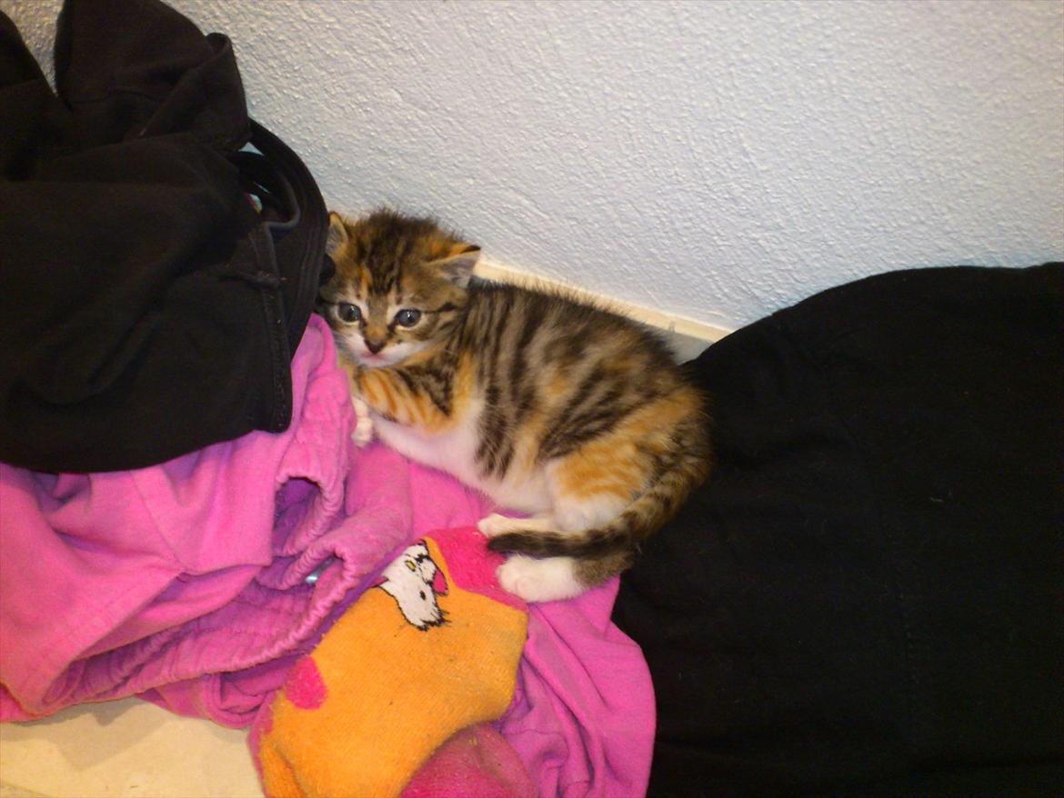 Blanding af racer Kitty billede 5