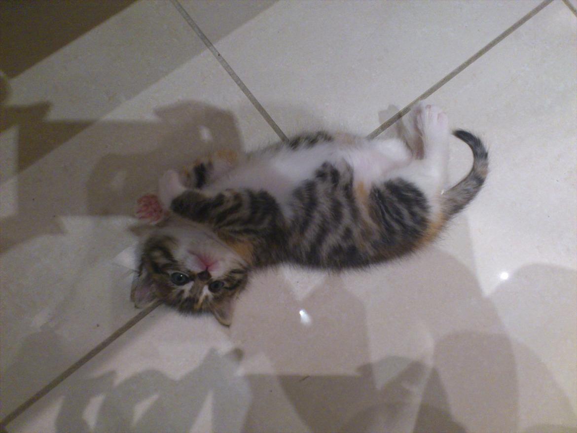 Blanding af racer Kitty billede 6