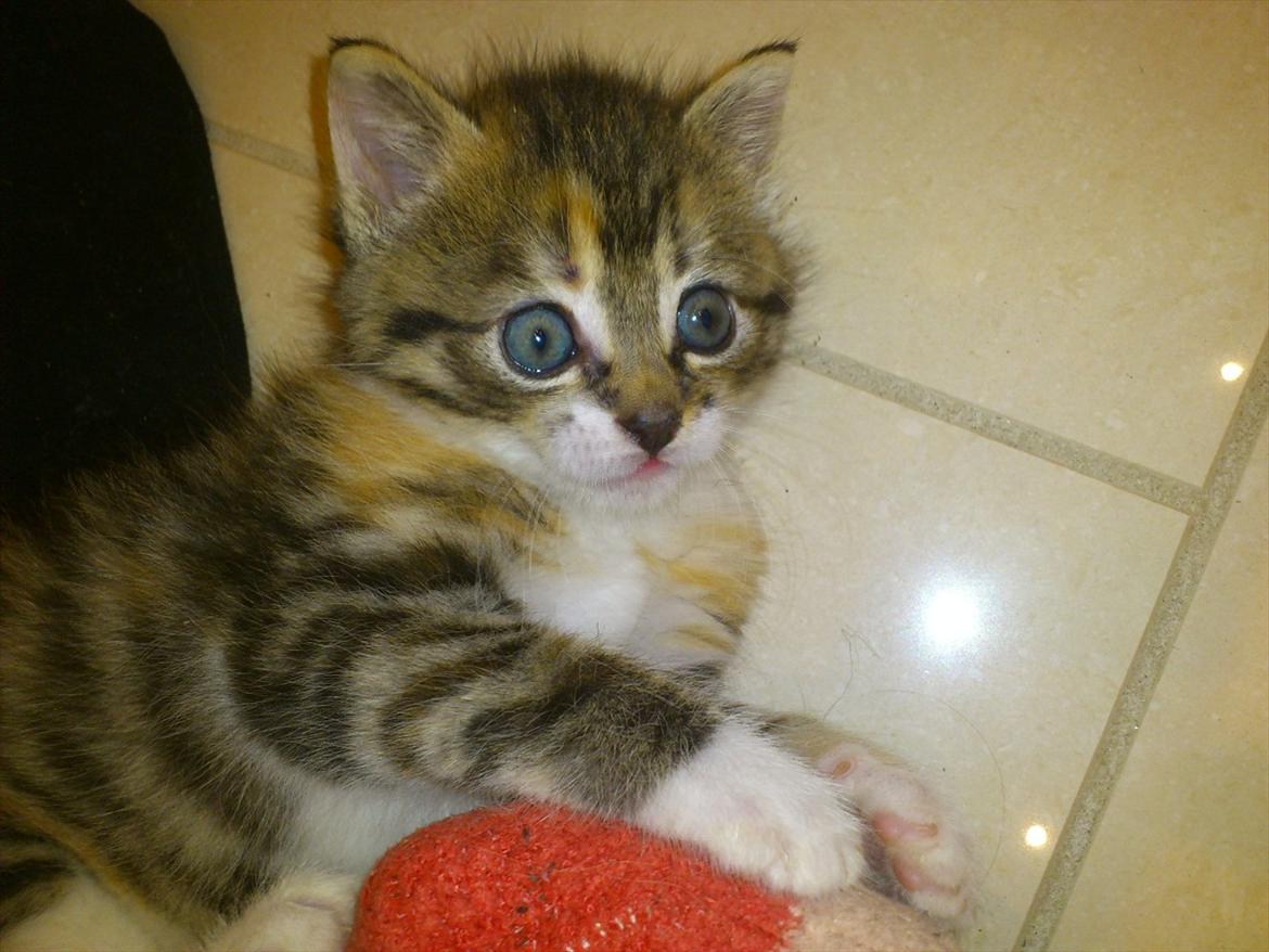 Blanding af racer Kitty billede 7