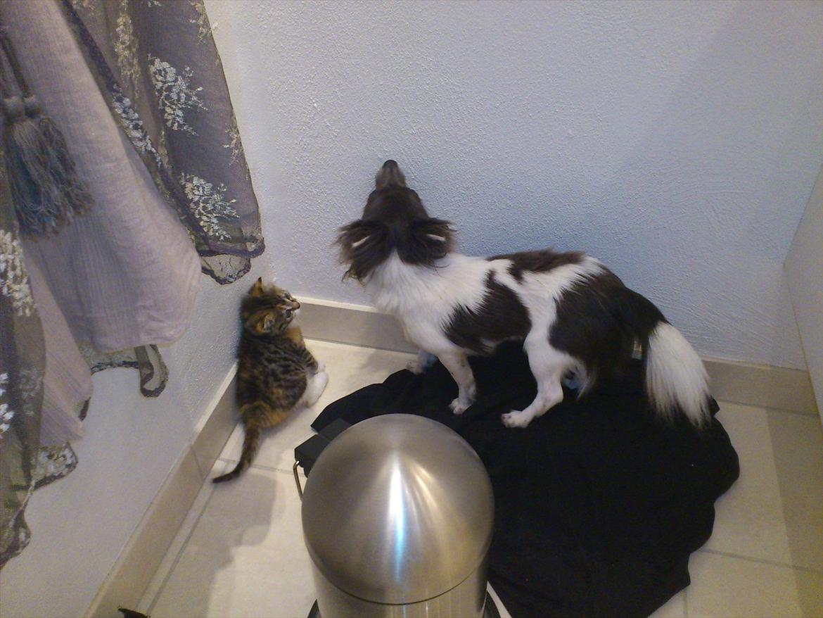 Blanding af racer Kitty billede 8