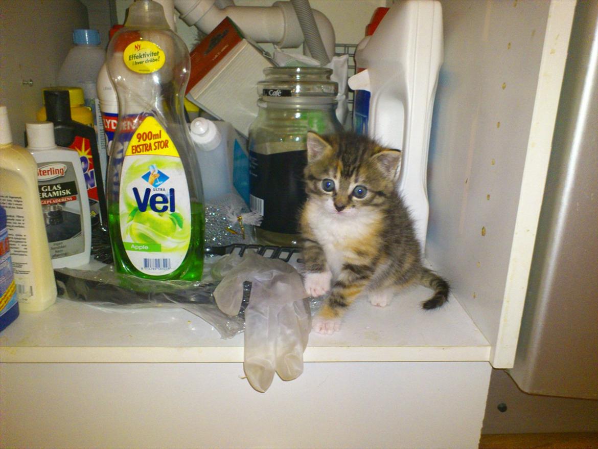 Blanding af racer Kitty billede 9