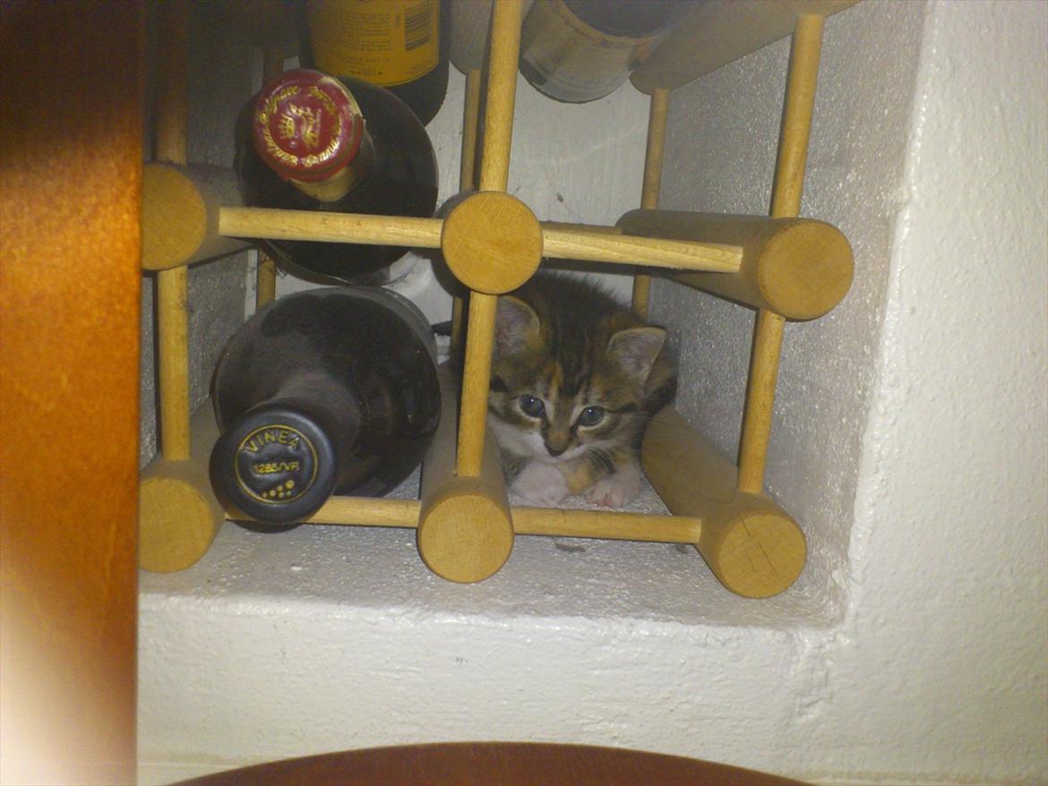 Blanding af racer Kitty billede 10