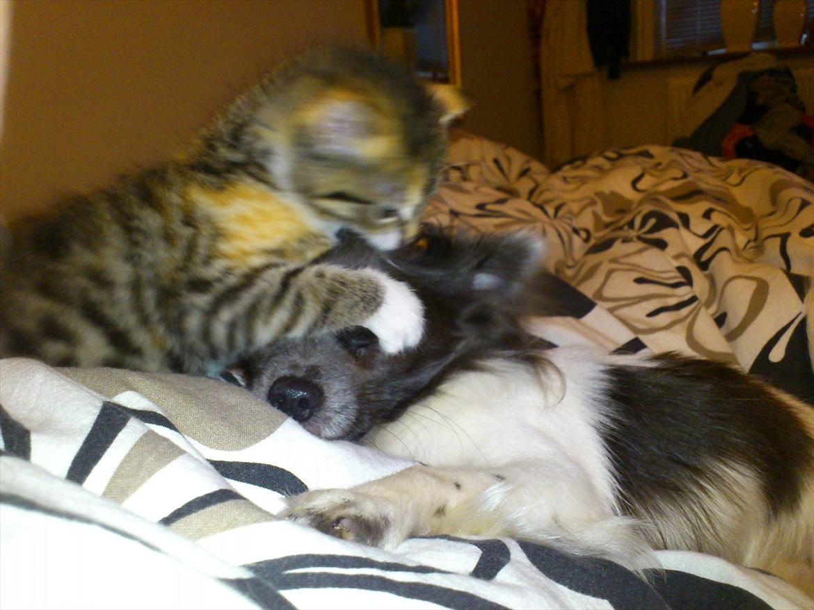 Blanding af racer Kitty billede 11