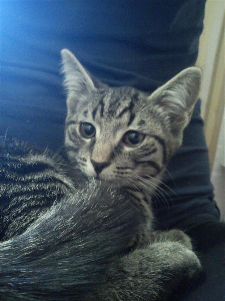 Huskat Boris billede 1