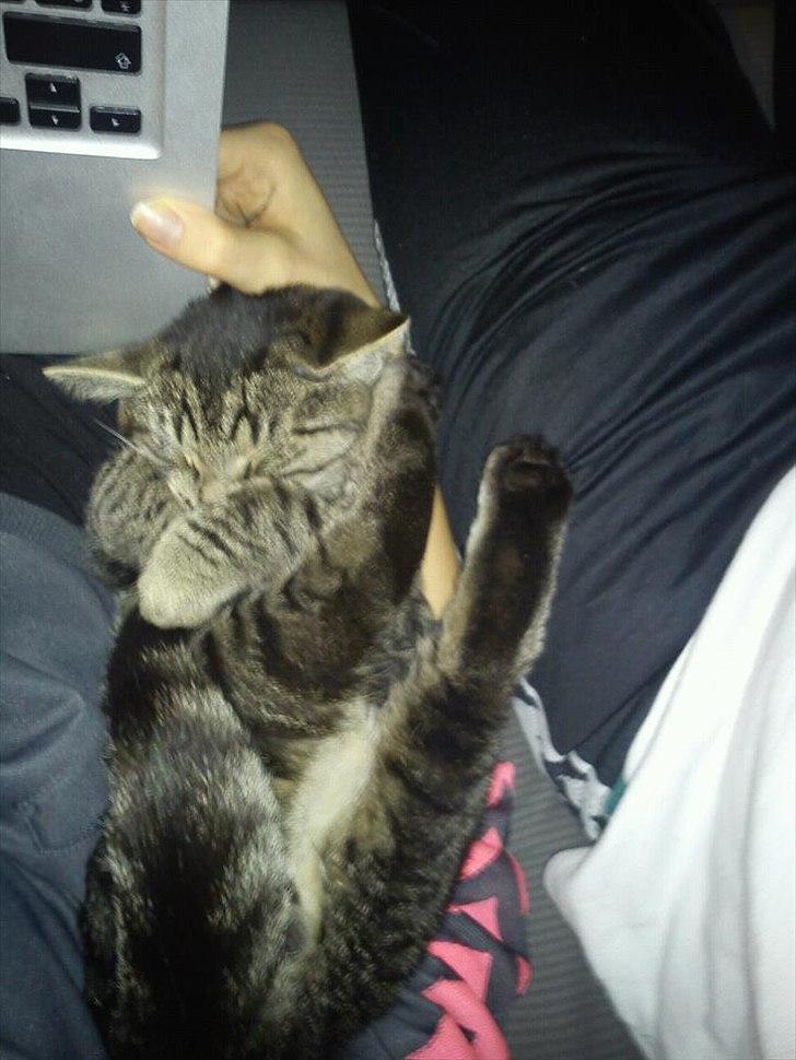 Huskat Boris billede 2