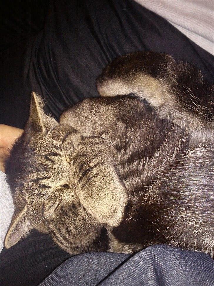 Huskat Boris billede 3