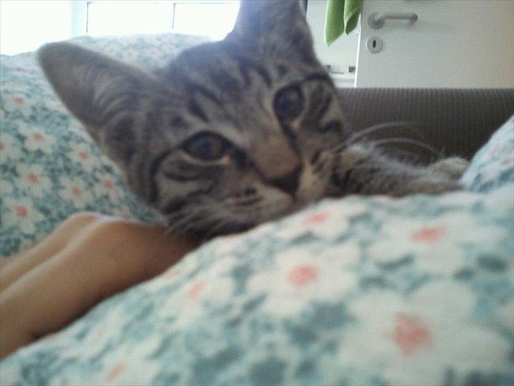 Huskat Boris billede 4