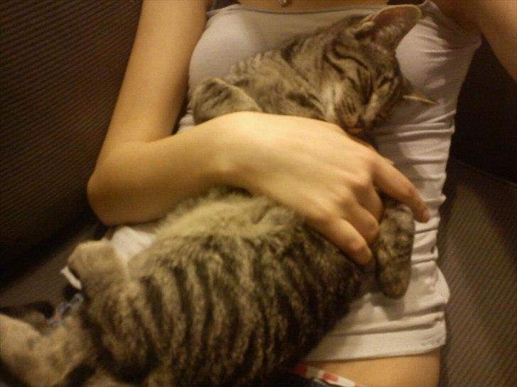 Huskat Boris billede 5