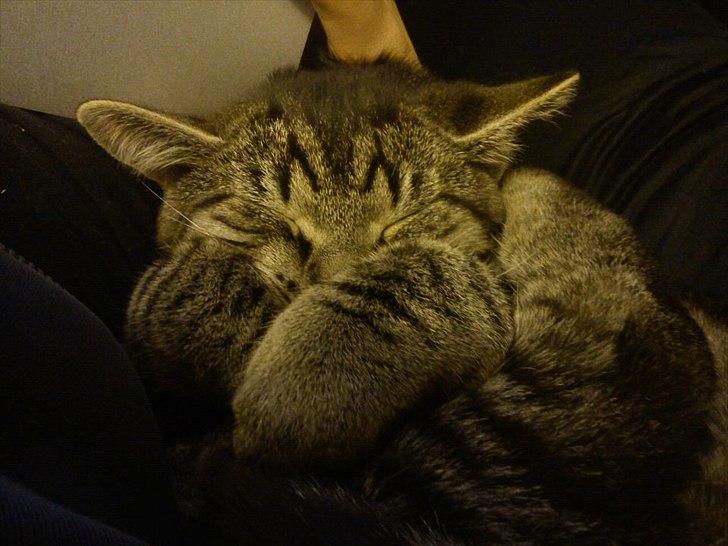 Huskat Boris billede 6