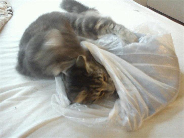 Huskat Boris billede 7