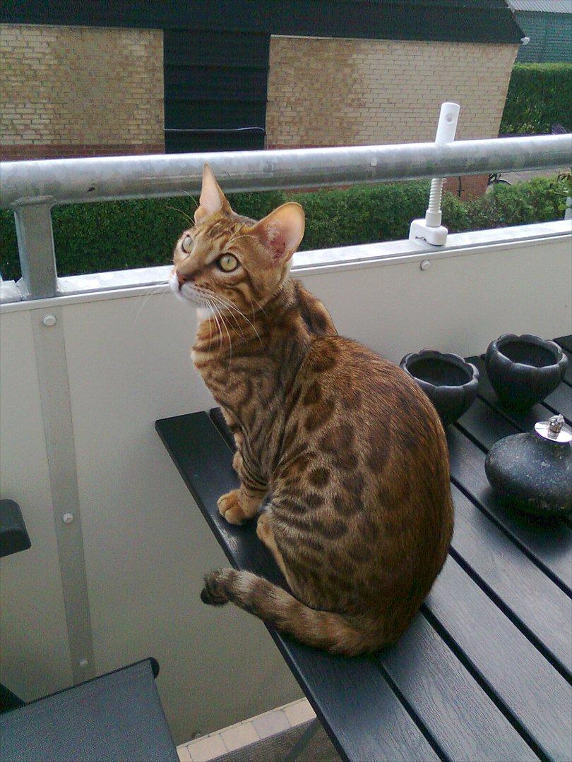 Bengal Felix billede 1