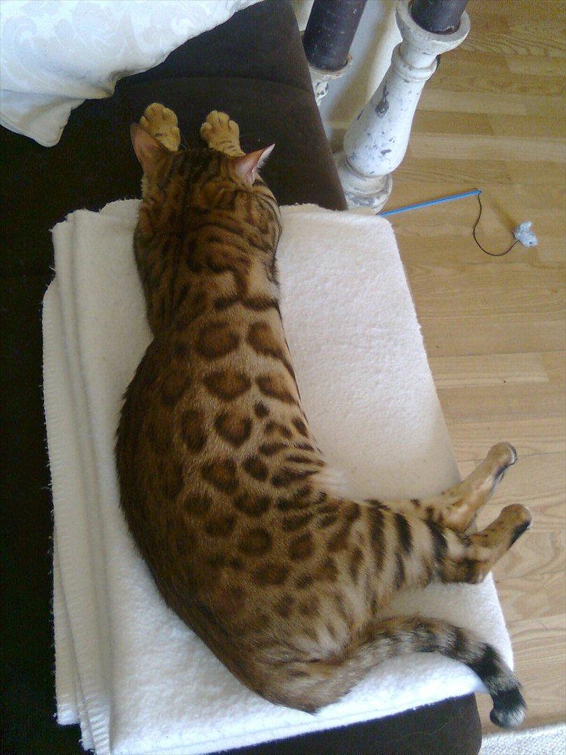 Bengal Felix billede 2