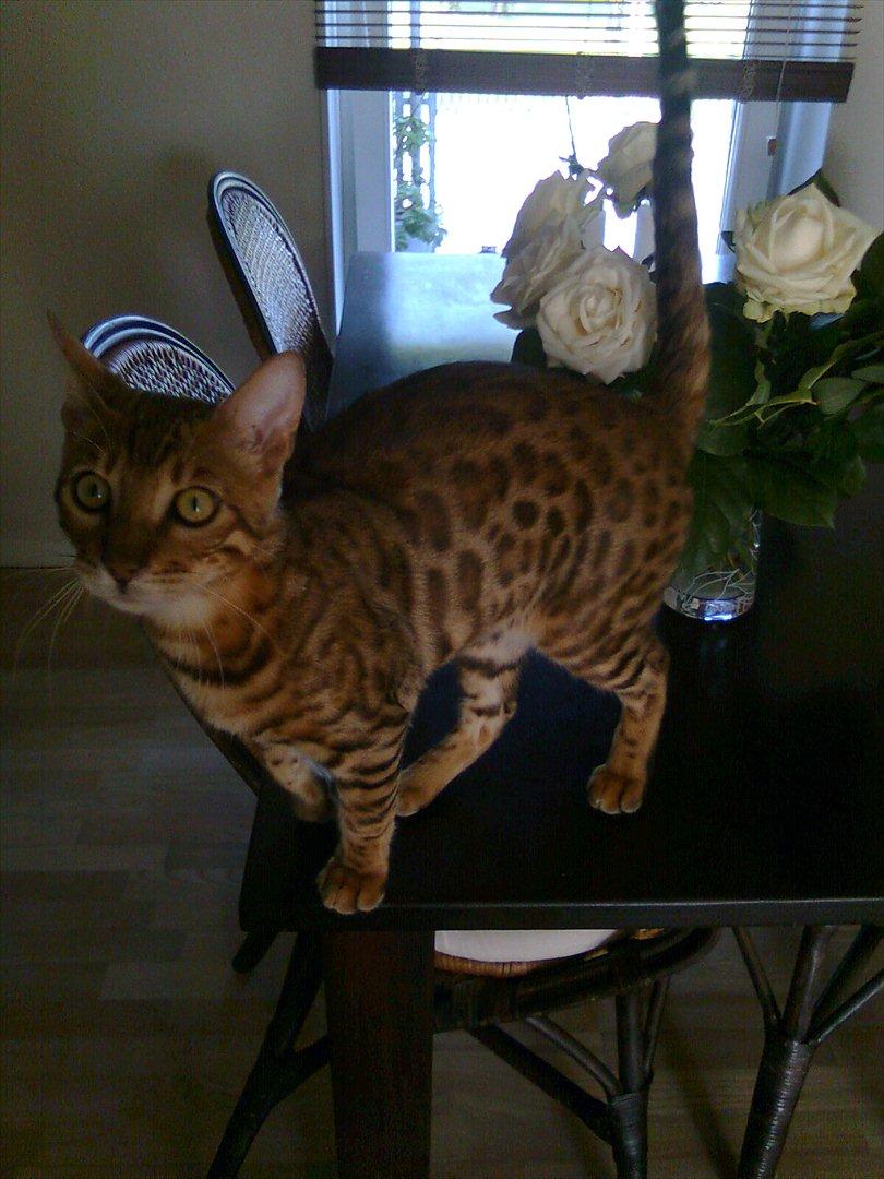 Bengal Felix billede 5