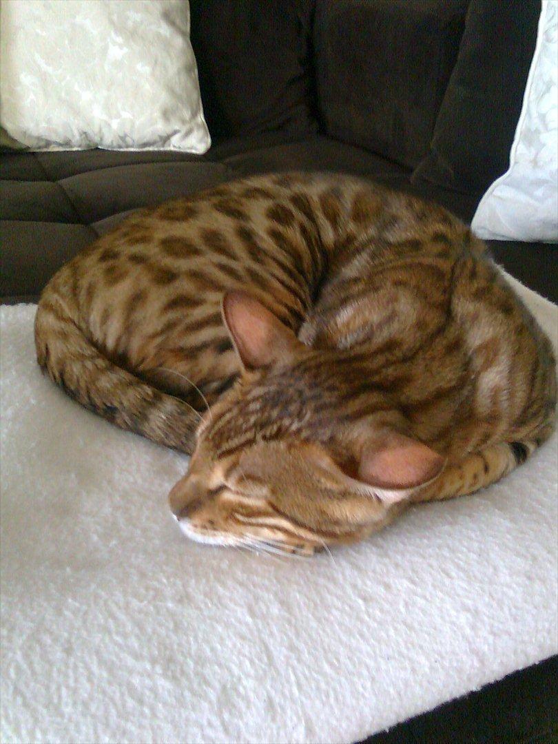 Bengal Felix billede 6