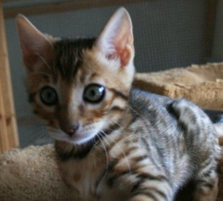 Bengal Felix billede 7