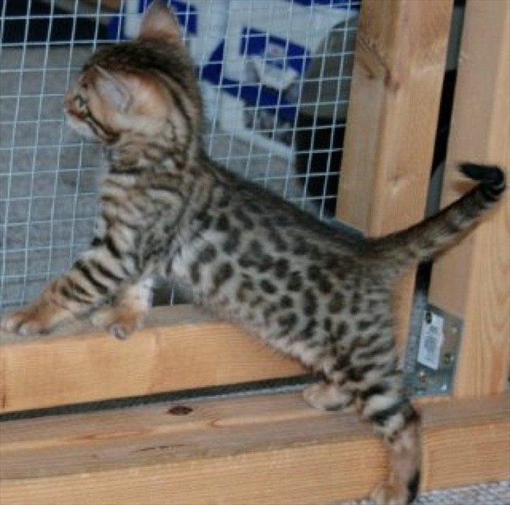 Bengal Felix billede 9