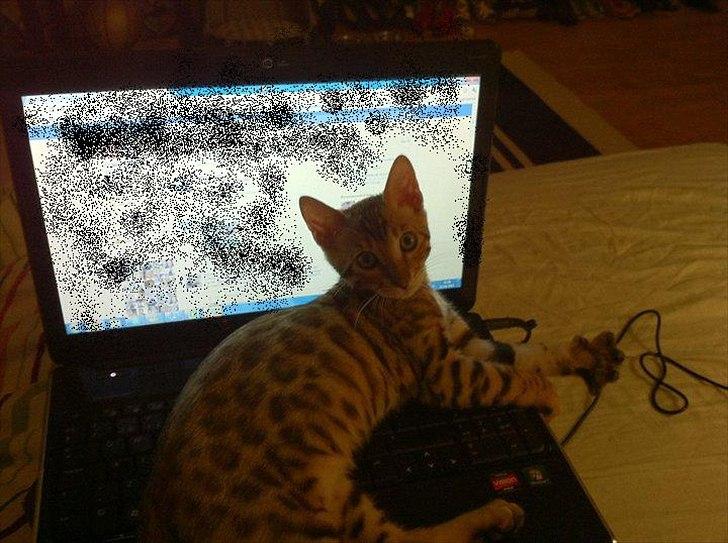 Bengal Felix billede 11