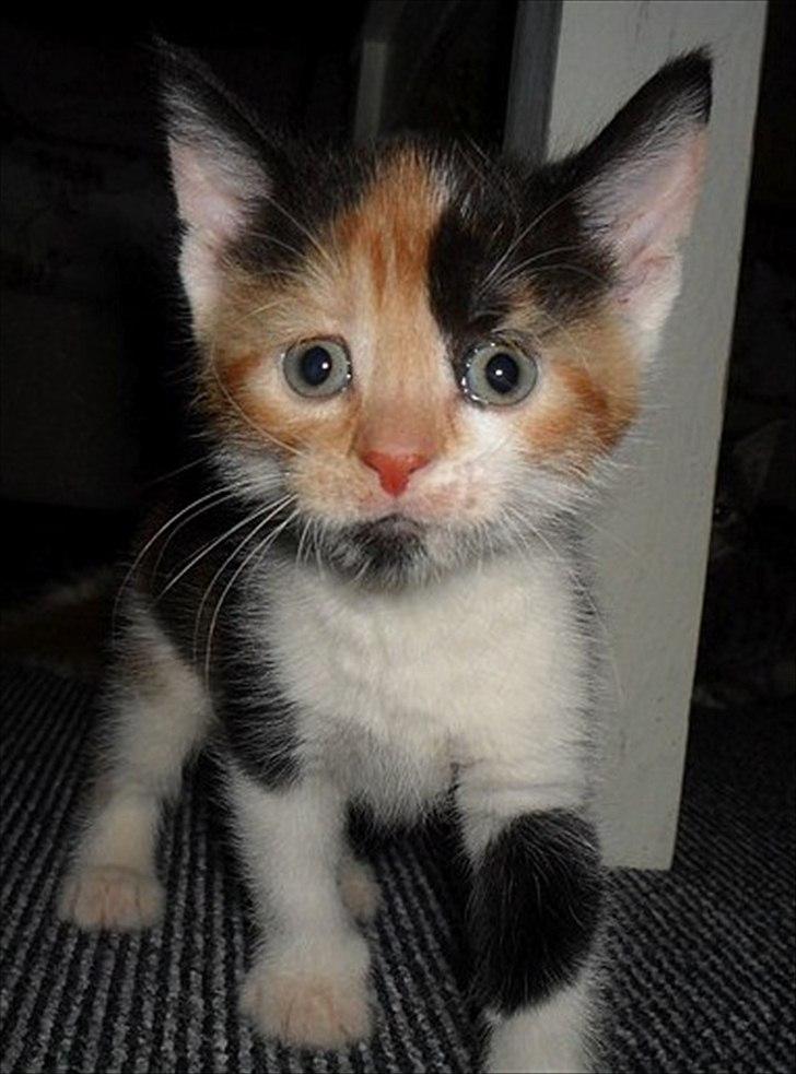 Blanding af racer Liva billede 1