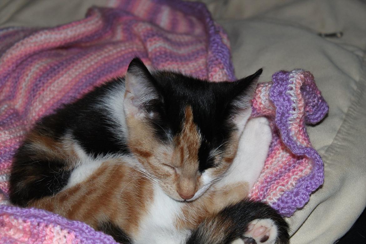 Blanding af racer Liva billede 2