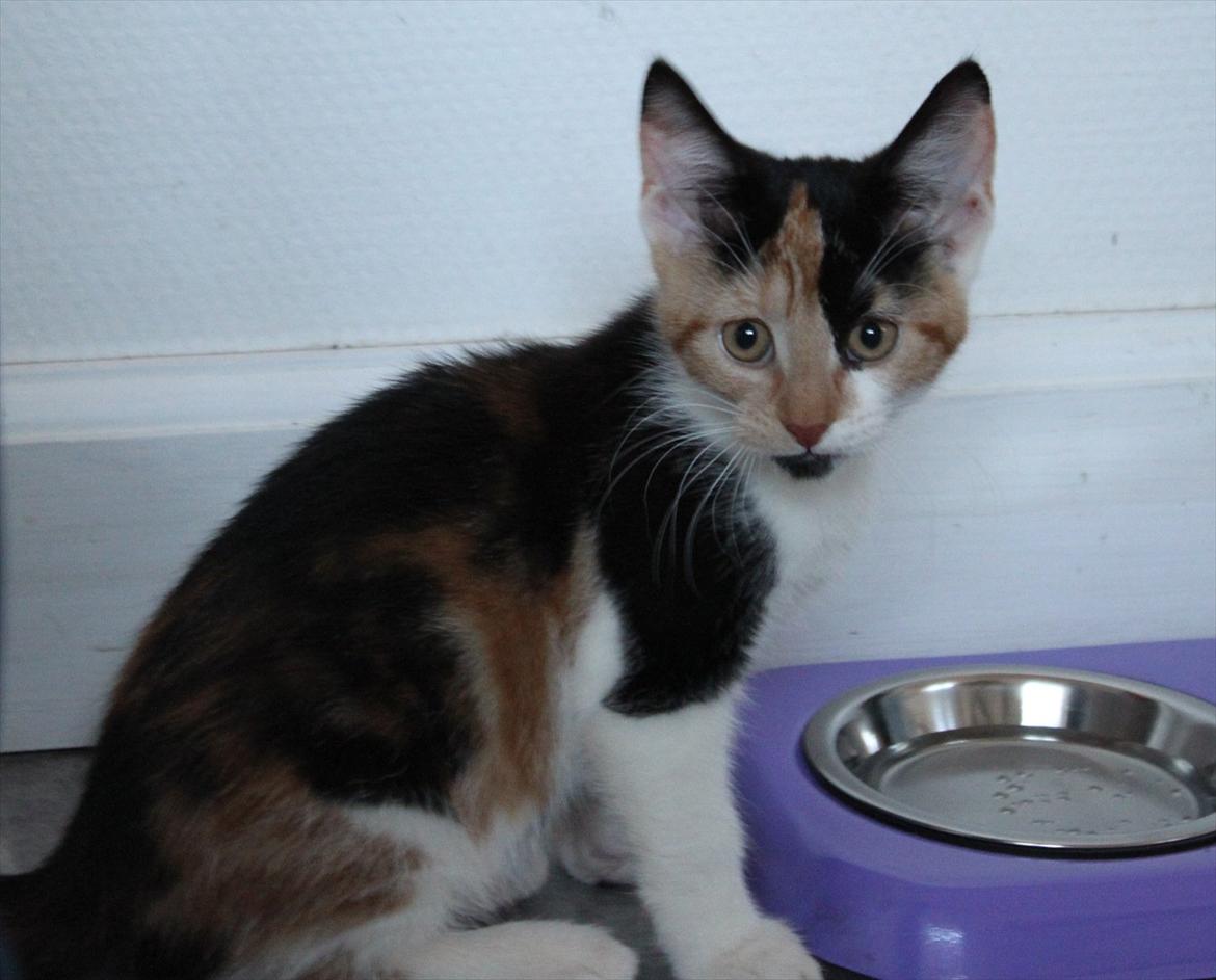 Blanding af racer Liva billede 3