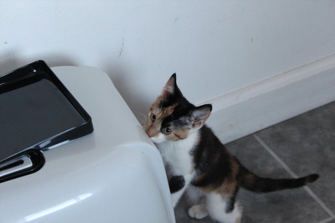 Blanding af racer Liva billede 4