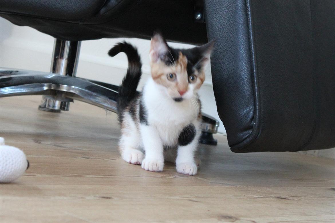 Blanding af racer Liva billede 5