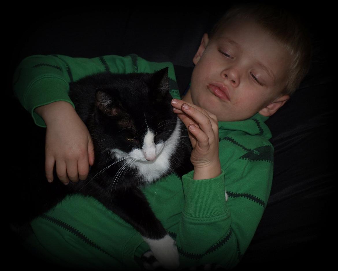 Huskat Miv "Tykke" billede 20