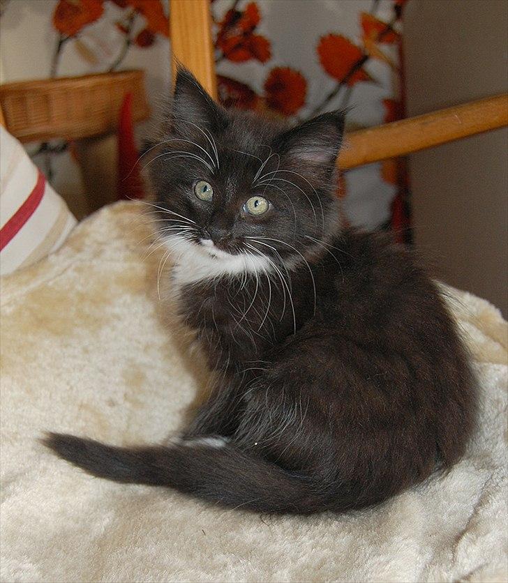 Norsk Skovkat Chrickie billede 1