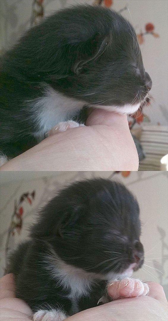 Norsk Skovkat Chrickie billede 2