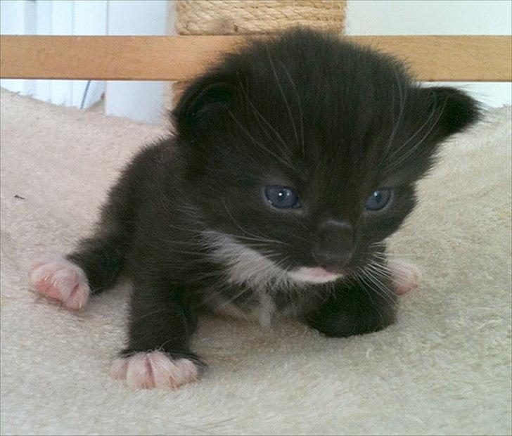 Norsk Skovkat Chrickie billede 3